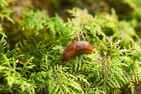 Slug on the green grass lit with the sun. The snail creeps on green branches of a moss, a close up, small depth of sharpnessの写真素材