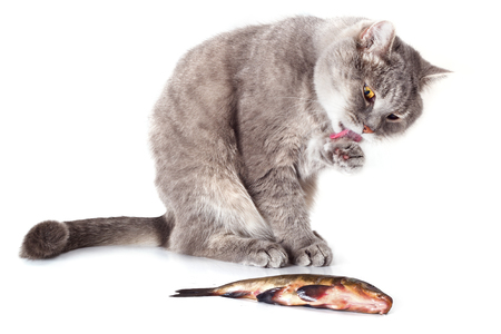 Cat and fish on a white background. The gray domestic cat washes a paw and language and looks at fish. Fish lies near a cat.の写真素材