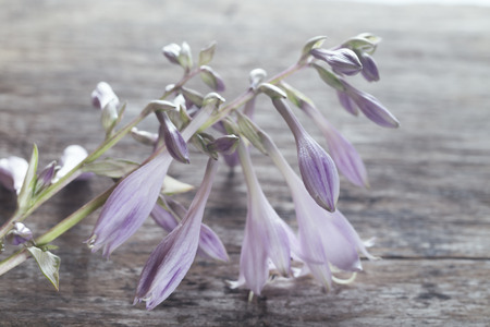 Delicate lilac flower on a gray board. A flower in the form of a hand bell faintly violet, on a table from old boards. Rural style, close up, selective focusの写真素材
