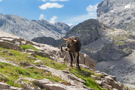 Cow on a pasture in mountains. A bright green grass on stones, a cow against the background of a stone slope. Sunny summer dayの写真素材