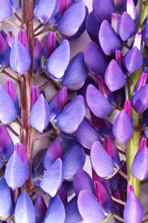 Violet flowers close up. Lupine inflorescence, uniform filling of all area of a shotの写真素材