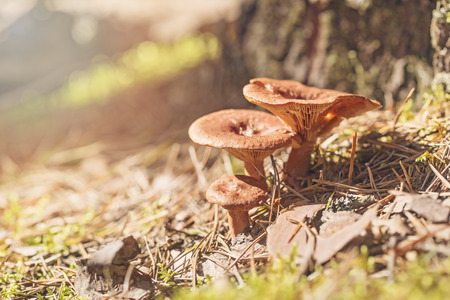 The mushrooms in needles lit with the sun. Mushrooms at a tree trunk in the wood. Close up, selective focusの写真素材