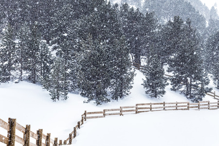 The coniferous forest in mountains in snowfall. A heavy snowfall, fir-trees brought by snow, a...