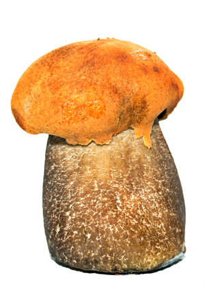 Mushroom with an orange hat on a white background. An aspen mushroom, it is isolated on white. Close up, selective focusの写真素材