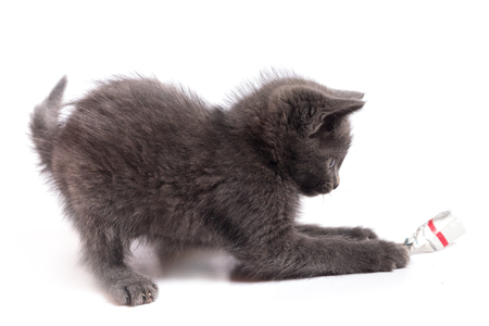 The gray kitten plays with a piece of paper. A close up, it is isolated on a white backgroundの写真素材