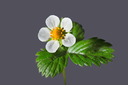 Wild strawberry flower on a gray background. Close up, selective focusの写真素材