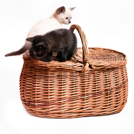 Kittens on a wicker basket. Black and white kitten stand on the lid of the basket. Isolated on white, selective focusの写真素材
