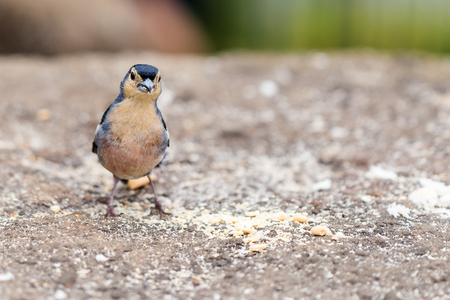 Chaffinch on a concrete surface. Summer day, bread crumbs at the feet of the birdの写真素材