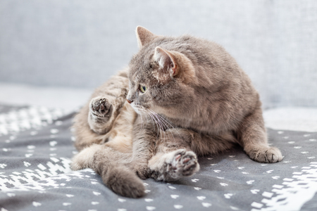 The gray cat is washing and licking. The cat is sitting on the sofa on a knitted blanket in a cozy warm home.の写真素材