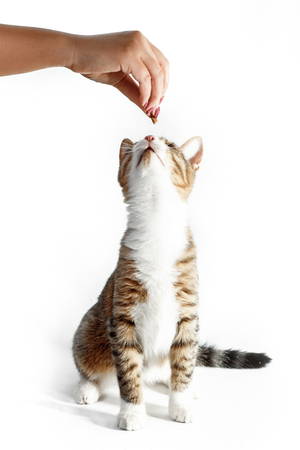Striped not purebred cat stretches to the arm with delicacy. Funny concept.の写真素材