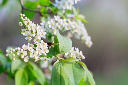 Flowering branch of bird cherry in the spring garden