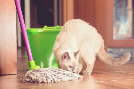 Curious cat near the bucket and mop for cleaning the floor.の写真素材