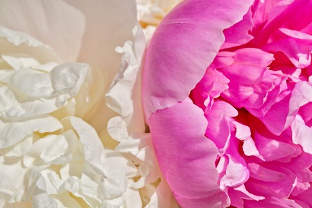 White and pink peonies closeup, top viewの写真素材