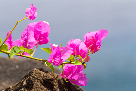 Flowers of bright pink bougainvillea on blurred background.の写真素材