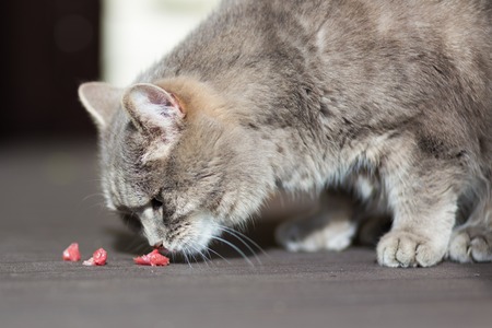 Gray adult cat sniffs pieces of meatの写真素材