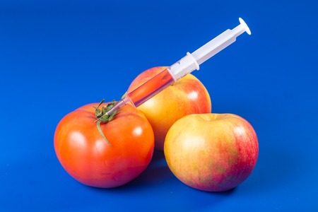 Concept on the subject of genetically modified foods tomatoes and apples on a bright blue background.の写真素材