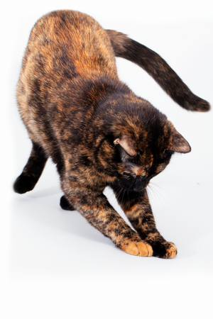 Black-and-red tortoiseshell cat on a white background plays and catches something with its pawsの写真素材