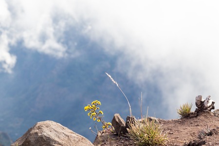 Yellow flower and grass on the edge of a cliff in the mountains of Madeira, Portugalの写真素材