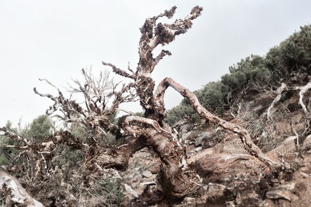 Dried crooked tree in the mountains of the island of Madeira, Portugal.の写真素材
