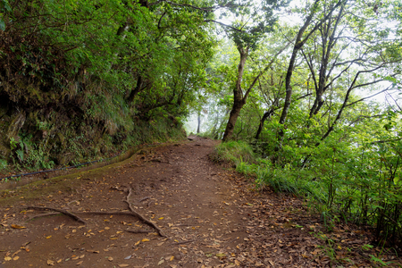 Footpath along a levada in a forest in Madeira, Portugal.の写真素材