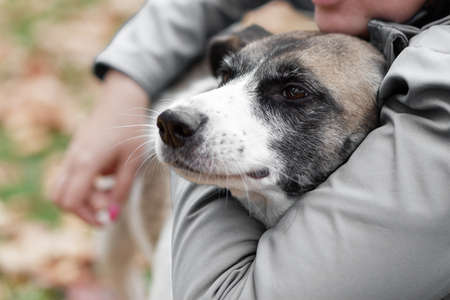 Womans hands hug a dog in the autumn forest for a walk.の写真素材