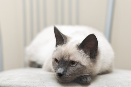 Thai cat lies on a chair and thoughtfully looks away.の写真素材