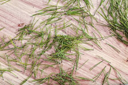 Fallen spruce needles on the floor in the room.