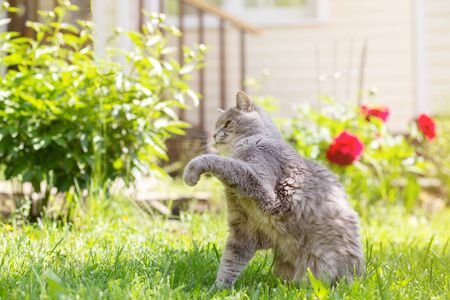 A gray cat catches butterflies in a summer garden, against the background of green grass and a country house.の写真素材