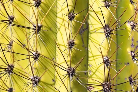 Texture of Saguaro cactus close-up lit by the sun.の写真素材