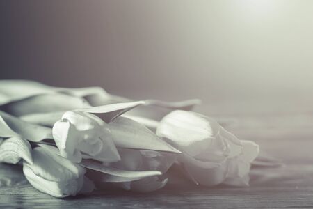 Bouquet of tulips on gray boards, soft light on the right, black and white image.の写真素材
