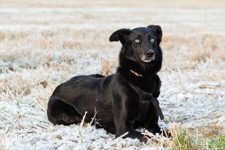 A large black dog with blue eyes lies on the field on an autumn day