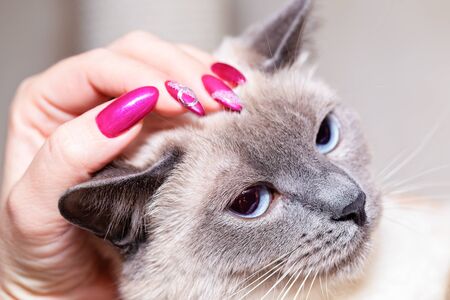 A female hand with bright nail polish strokes a Thai cat on the head.の写真素材