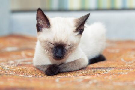 A Thai kitten slumbers on the sofa at home.の写真素材