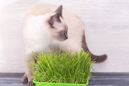 Cat next to germinated green sprouts of oats.の写真素材