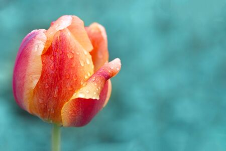 Orange tulip with red stripes. Blurred blue background, close-up, toned, copyspace rightの写真素材