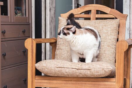 A cat half-breed of snow-shoe sits in a chair in the apartment and looks up to the side. Fat cat figure completely, selective focusの写真素材