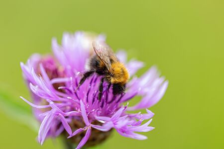 Meadow cornflower, Bombus lapidarius, with a red-tailed bumblebee sitting on a flower. Close-up, selective focus, blurry green background, daylightの写真素材