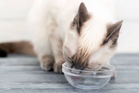 The kitten licks the remnants of milk from a glass bowl. Close-up, selective focus, Thai cat breedの写真素材