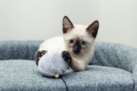 Kitten plays with a ball on a rope on the game complex.