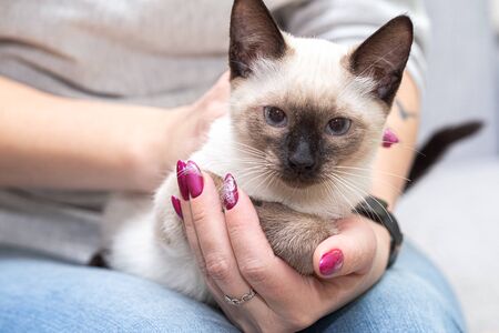White Thai kitten in womens hands with a bright manicure.の写真素材