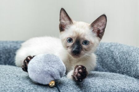 Kitten plays with a ball on a rope on the game complex.の写真素材