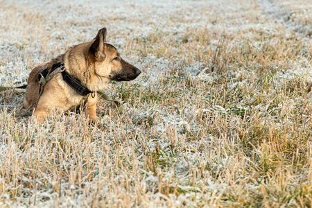 The dog in the collar lies on the field on a walk.