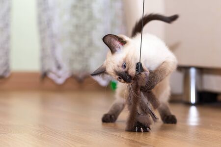 A Thai kitten plays with a fur toy on a ropeの写真素材