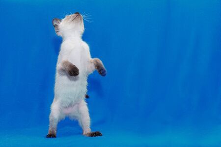 A Thai white kitten stands on its hind legs. Blue background made of fabric, free space on the rightの写真素材