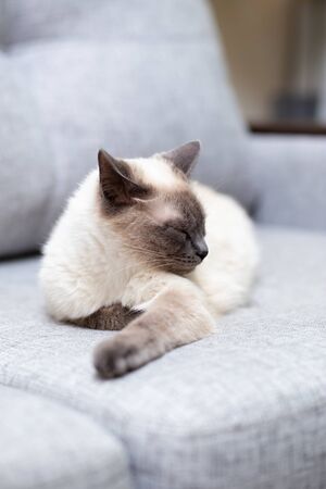 The white cat lies on the couch and pulls out the front paw. Thoughtful cat, light gray sofaの写真素材
