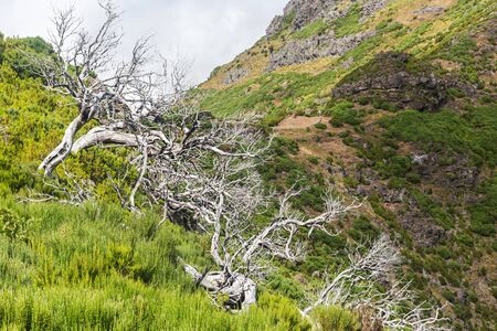 View from the tourist trail to the peak of Ruivo in Madeira on vegetation and dry tree skeletons in fog clouds. Trees were damaged during one of the forest fires, frequent and devastating for nature in Madeira.の写真素材