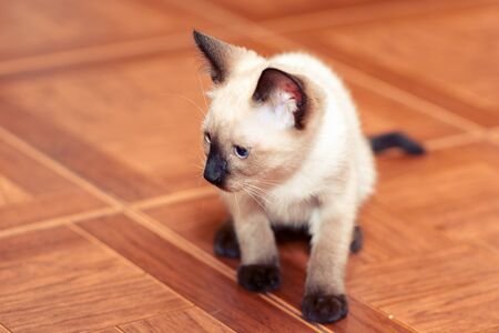 A small white Thai kitten sits on a brown floorの写真素材