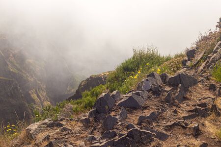 View from the tourist trail to the peak of Ruivo in Madeira on vegetation and dry tree skeletons....