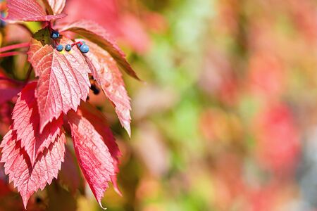 Natural natural background of red autumn grape leaves.の写真素材