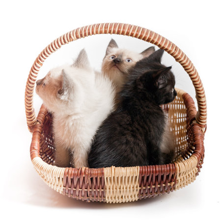 Three little kittens in a wicker basket on a white background. Two Thai white kittens and one black look in different directionsの写真素材